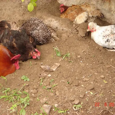 къща под наем Petrova *